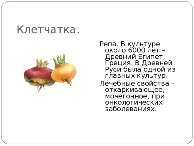 Клетчатка. Репа. В культуре около 6000 лет – Древний Египет, Греция. В Древней Руси была одной из главных культур. Лечебные свойства –отхаркивающее, мочегонное, при онкологических заболеваниях. 