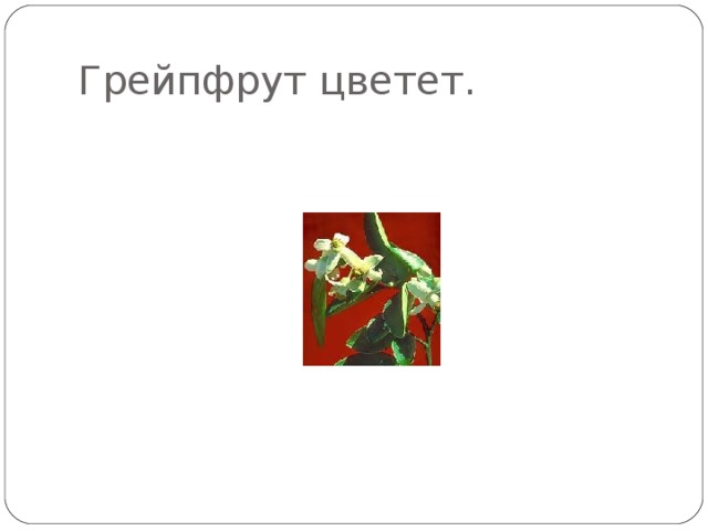 Грейпфрут цветет. 