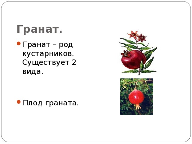 Гранат. Гранат – род кустарников. Существует 2 вида.   Плод граната. 