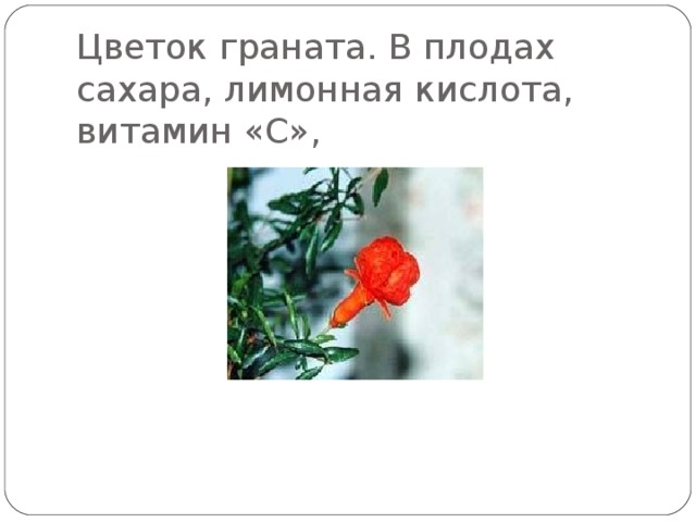 Цветок граната. В плодах сахара, лимонная кислота, витамин «С», 