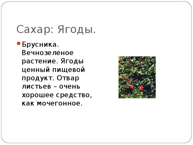 Сахар: Ягоды. Брусника. Вечнозеленое растение. Ягоды ценный пищевой продукт. Отвар листьев – очень хорошее средство, как мочегонное. 