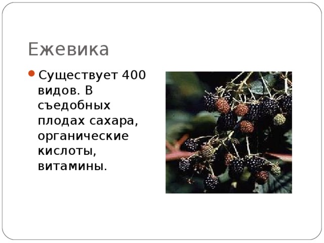 Ежевика Существует 400 видов. В съедобных плодах сахара, органические кислоты, витамины. 