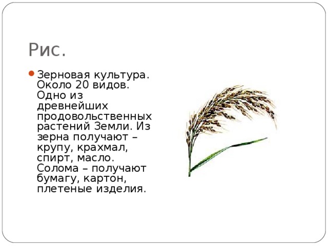 Рис. Зерновая культура. Около 20 видов. Одно из древнейших продовольственных растений Земли. Из зерна получают – крупу, крахмал, спирт, масло. Солома – получают бумагу, картон, плетеные изделия. 