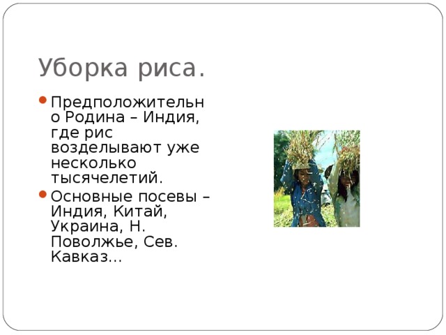 Уборка риса. Предположительно Родина – Индия, где рис возделывают уже несколько тысячелетий. Основные посевы – Индия, Китай, Украина, Н. Поволжье, Сев. Кавказ… 