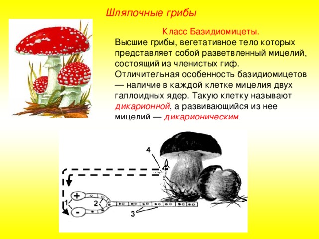 Цикл развития шляпочного гриба схема