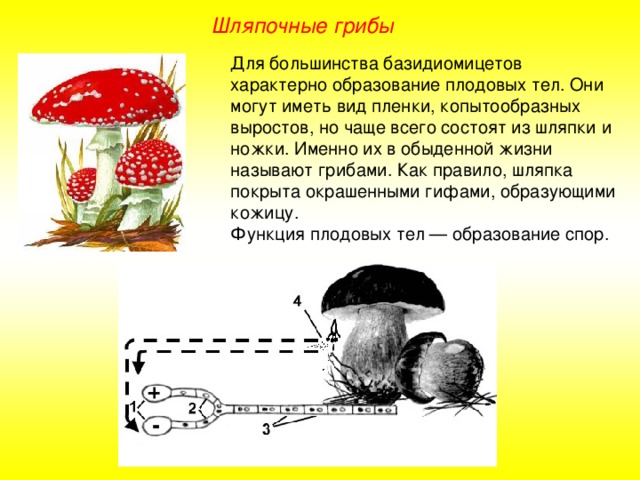 На рисунке изображен жизненный цикл шляпочного гриба подосиновика выберите неверное утверждение