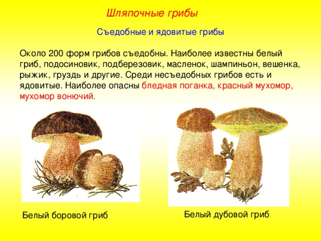 Где найти образец гриба