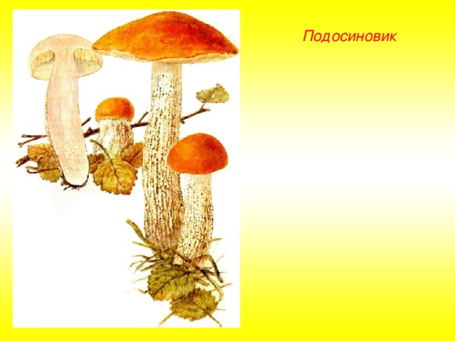 Как нарисовать подосиновик
