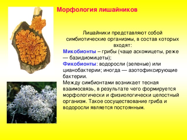 Тело лишайника состоит из 2 организмов