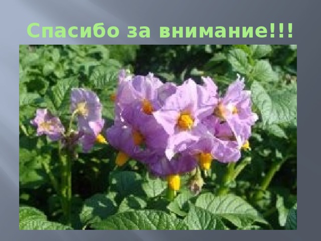 Спасибо за внимание!!! 
