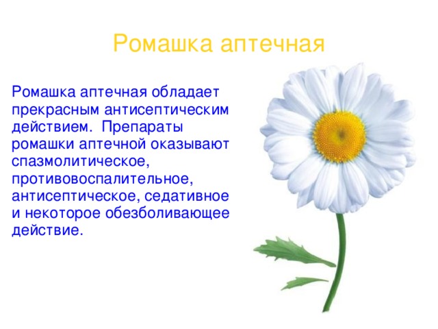 Ромашка аптечная Ромашка аптечная обладает прекрасным антисептическим действием. Препараты ромашки аптечной оказывают спазмолитическое, противовоспалительное, антисептическое, седативное и некоторое обезболивающее действие.