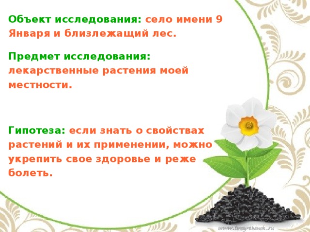 Объект исследования: село имени 9 Января и близлежащий лес. Предмет исследования: лекарственные растения моей местности.  Гипотеза: если знать о свойствах растений и их применении, можно укрепить свое здоровье и реже болеть.