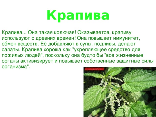 Крапива Крапива... Она такая колючая! Оказывается, крапиву используют с древних времен! Она повышает иммунитет, обмен веществ. Её добавляют в супы, подливы, делают салаты. Крапива хороша как 