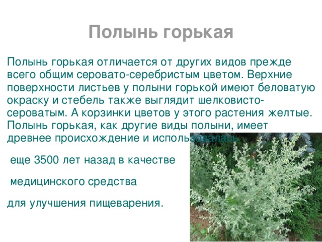 Полынь горькая Полынь горькая отличается от других видов прежде всего общим серовато-серебристым цветом. Верхние поверхности листьев у полыни горькой имеют беловатую окраску и стебель также выглядит шелковисто-сероватым. А корзинки цветов у этого растения желтые. Полынь горькая, как другие виды полыни, имеет древнее происхождение и использовалась  еще 3500 лет назад в качестве  медицинского средства для улучшения пищеварения.