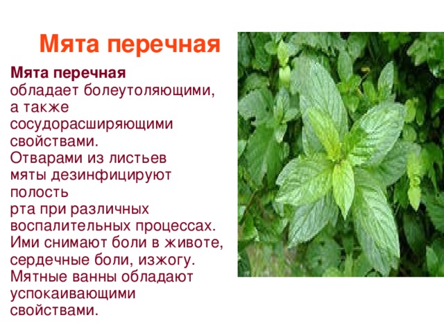 Мята перечная Мята перечная обладает болеутоляющими, а также сосудорасширяющими свойствами. Отварами из листьев мяты дезинфицируют полость рта при различных воспалительных процессах. Ими снимают боли в животе, сердечные боли, изжогу. Мятные ванны обладают успокаивающими свойствами.