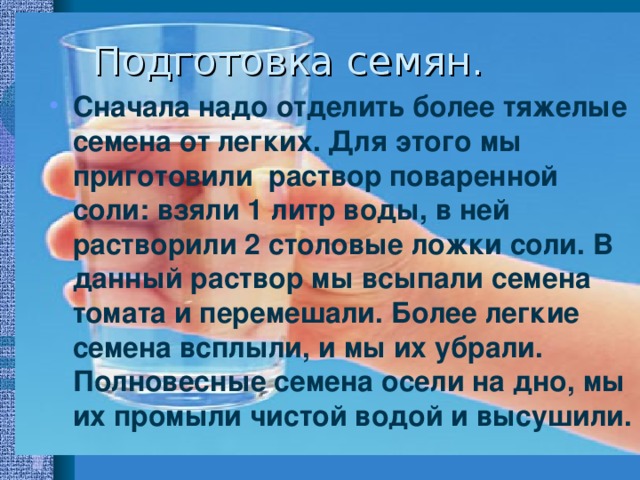 Подготовка семян. Сначала надо отделить более тяжелые семена от легких. Для этого мы приготовили раствор поваренной соли: взяли 1 литр воды, в ней растворили 2 столовые ложки соли. В данный раствор мы всыпали семена томата и перемешали. Более легкие семена всплыли, и мы их убрали. Полновесные семена осели на дно, мы их промыли чистой водой и высушили. 