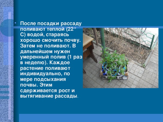 После посадки рассаду поливают теплой (22° С) водой, стараясь хорошо смочить почву. Затем не поливают. В дальнейшем нужен умеренный полив (1 раз в неделю). Каждое растение поливают индивидуально, по мере подсыхания почвы. Этим сдерживается рост и вытягивание рассады . 