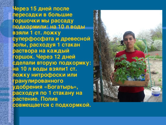 Через 15 дней после пересадки в большие горшочки мы рассаду подкормили: на 10 л воды взяли 1 ст. ложку суперфосфата и древесной золы, расходуя 1 стакан раствора на каждый горшок. Через 12 дней сделали вторую подкормку: на 10 л воды взяли1 ст. ложку нитрофоски или гранулированного удобрения «Богатырь», расходуя по 1 стакану на растение. Полив совмещается с подкормкой. 