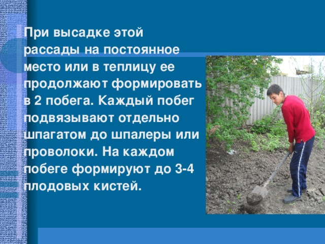 При высадке этой рассады на постоянное место или в теплицу ее продолжают формировать в 2 побега. Каждый побег подвязывают отдельно шпагатом до шпалеры или проволоки. На каждом побеге формируют до 3-4 плодовых кистей. 