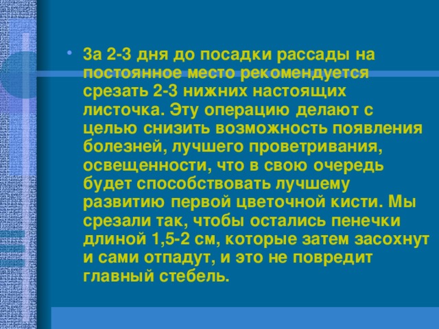 3а 2-3 дня до посадки рассады на постоянное место рекомендуется срезать 2-3 нижних настоящих листочка. Эту операцию делают с целью снизить возможность появления болезней, лучшего проветривания, освещенности, что в свою очередь будет способствовать лучшему развитию первой цветочной кисти. Мы срезали так, чтобы остались пенечки длиной 1,5-2 см, которые затем засохнут и сами отпадут, и это не повредит главный стебель. 