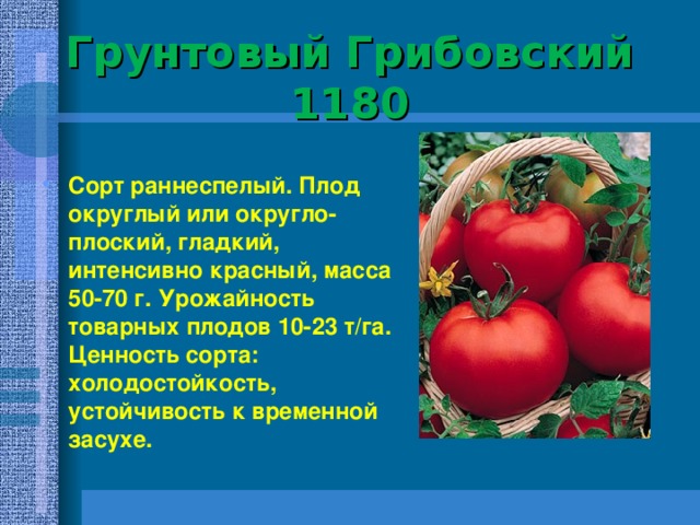 Грунтовый Грибовский 1180   Сорт раннеспелый. Плод округлый или округло-плоский, гладкий, интенсивно красный, масса 50-70 г. Урожайность товарных плодов 10-23 т/га. Ценность сорта: холодостойкость, устойчивость к временной засухе.  