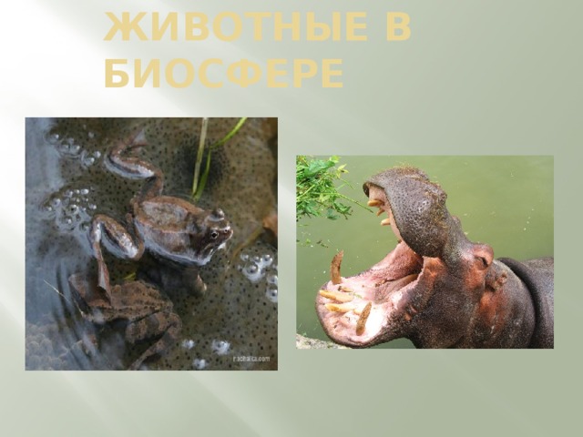 ЖИВОТНЫЕ В БИОСФЕРЕ 