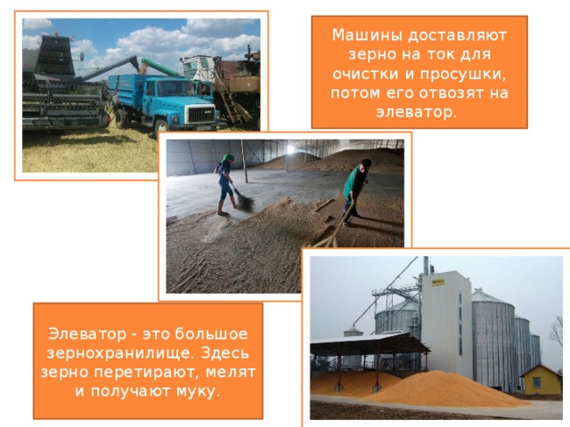 Машины доставляют зерно на ток для очистки и просушки, потом его отвозят на элеватор. Элеватор - это большое зернохранилище. Здесь зерно перетирают, мелят и получают муку. 