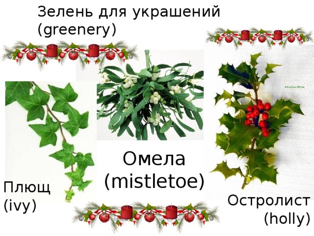 Зелень для украшений  (greenery) Омела (mistletoe) Плющ (ivy) Остролист (holly) 