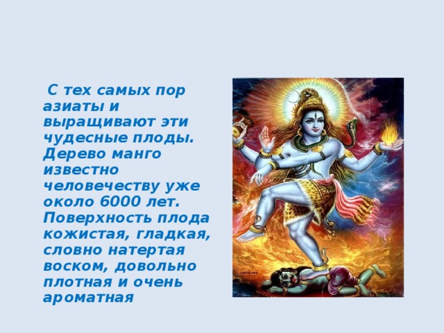  С тех самых пор азиаты и выращивают эти чудесные плоды. Дерево манго известно человечеству уже около 6000 лет. Поверхность плода кожистая, гладкая, словно натертая воском, довольно плотная и очень ароматная 