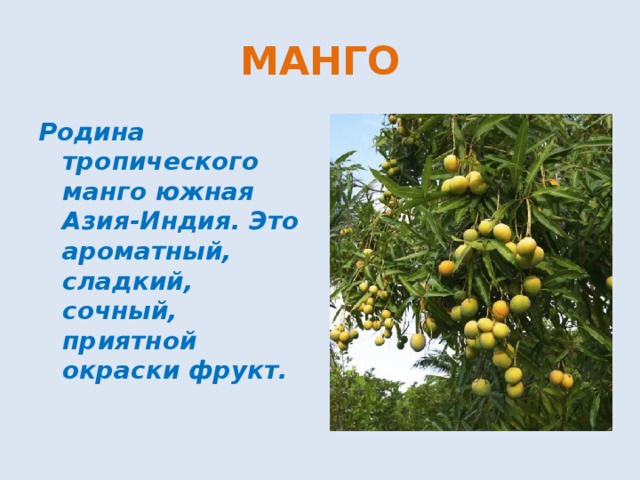 МАНГО Родина тропического манго южная Азия-Индия. Это ароматный, сладкий, сочный, приятной окраски фрукт. 