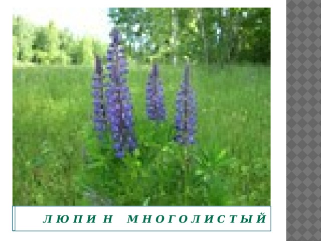   Л ю п и н м н о г о л и с т ы й  