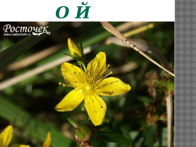З в е р о б о й  