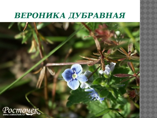 Вероника дубравная  
