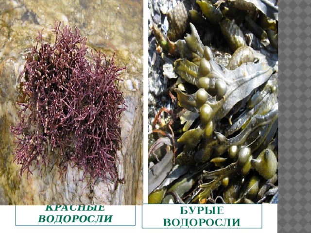  Красные водоросли Бурые водоросли  