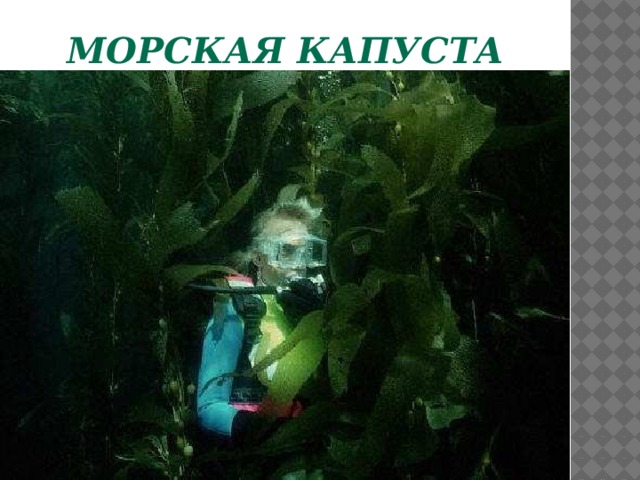 Морская  капуста  
