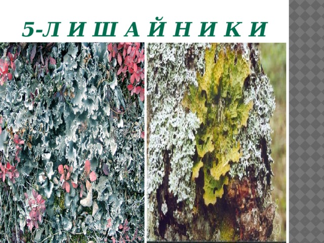 5-Л и ш а й н и к и  