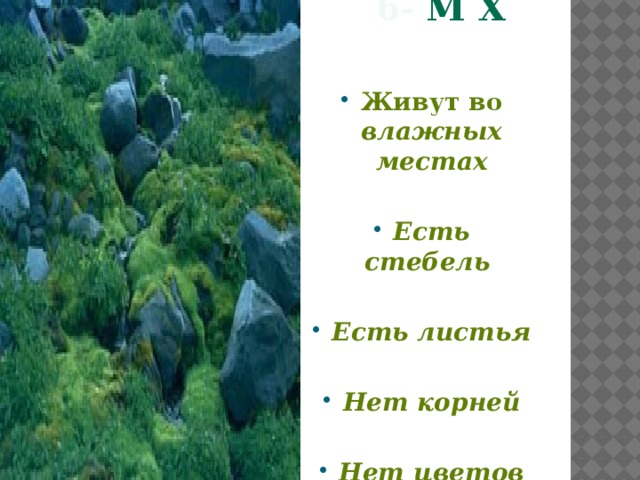  6- М х и Живут во влажных местах  Есть стебель  Есть листья  Нет корней  Нет цветов  