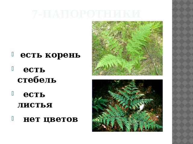 7-Папоротники   есть корень  есть стебель  есть листья  нет цветов  