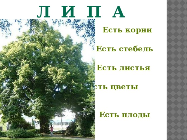 Л и п а  Есть корни  Есть стебель  Есть листья  Есть цветы  Есть плоды  