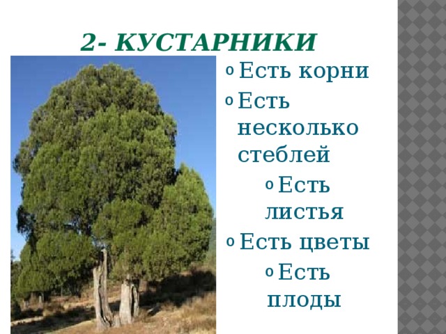 2- кустарники Есть корни Есть несколько стеблей Есть листья Есть цветы Есть плоды  