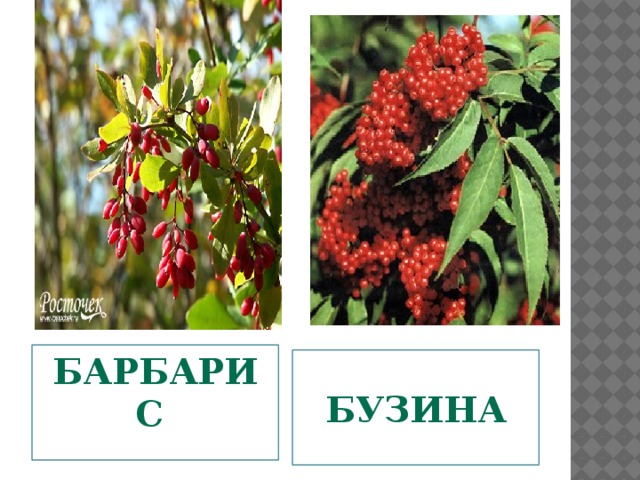   барбарис    бузина  