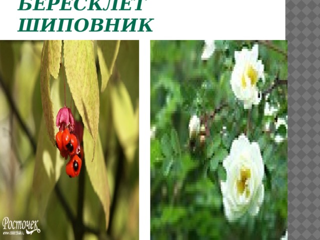 Бересклет  шиповник  