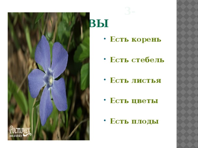  3- травы Есть корень  Есть стебель  Есть листья  Есть цветы  Есть плоды  