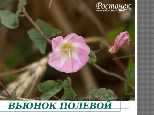  Вьюнок полевой   