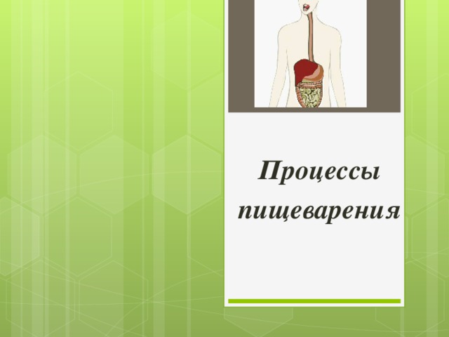 Процессы пищеварения 