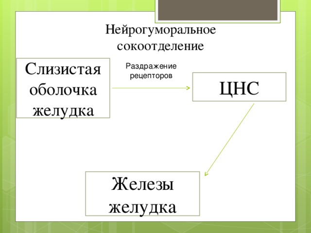 Нейрогуморальное сокоотделение Слизистая оболочка желудка Раздражение рецепторов ЦНС Железы желудка 