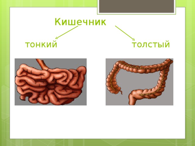 Как выглядят кишки у рыбы Процессы пищеварения. Презентация