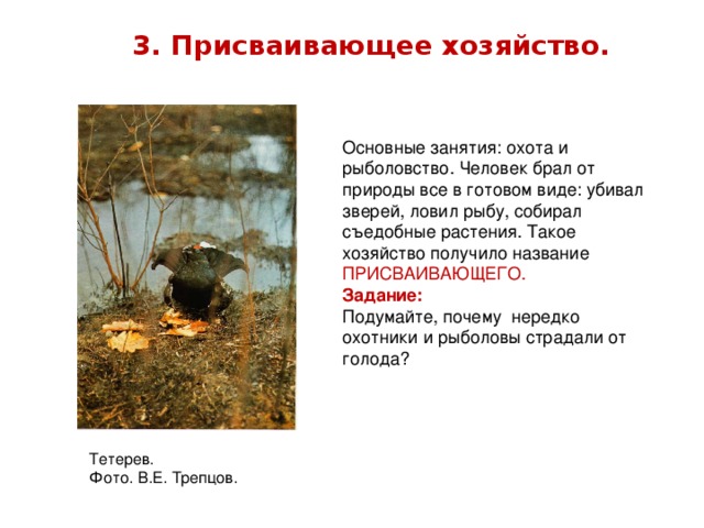 3. Присваивающее хозяйство. Основные занятия: охота и рыболовство. Человек брал от природы все в готовом виде: убивал зверей, ловил рыбу, собирал съедобные растения. Такое хозяйство получило название ПРИСВАИВАЮЩЕГО. Задание: Подумайте, почему нередко охотники и рыболовы страдали от голода? Тетерев. Фото. В.Е. Трепцов.