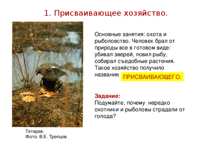 1. Присваивающее хозяйство. Основные занятия: охота и рыболовство. Человек брал от природы все в готовом виде: убивал зверей, ловил рыбу, собирал съедобные растения. Такое хозяйство получило название ПРИСВАИВАЮЩЕГО. Задание: Подумайте, почему нередко охотники и рыболовы страдали от голода? Тетерев. Фото. В.Е. Трепцов.