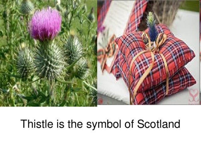 Thistle is the symbol of Scotland